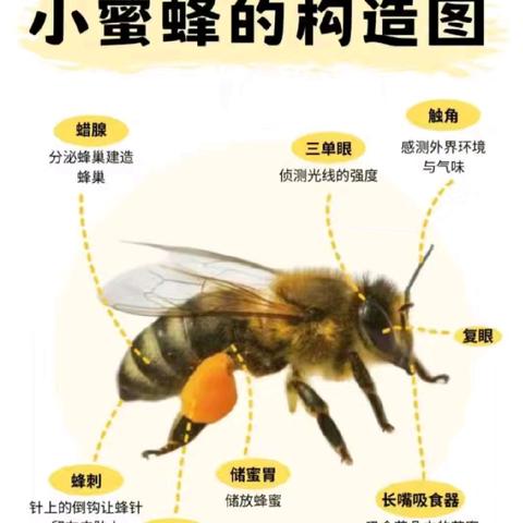 关于“蜜蜂采集花蜜如何变成蜂蜜”的研究方案