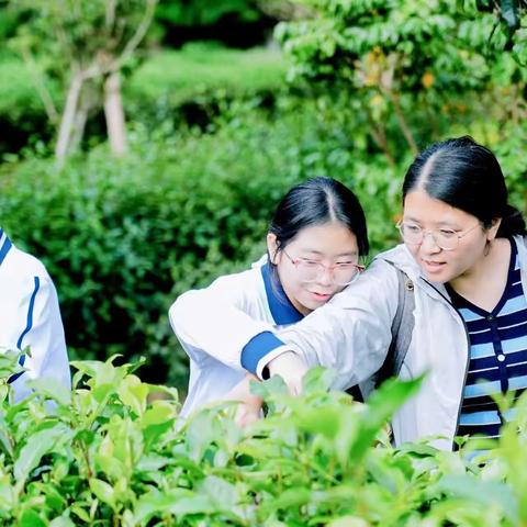 白云中学棠景校区秋季研学纪实|一盏茶的智慧，一场乐园的欢歌