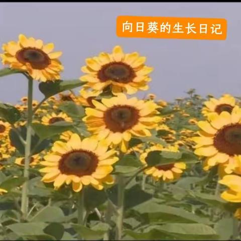 向日葵的生长日记