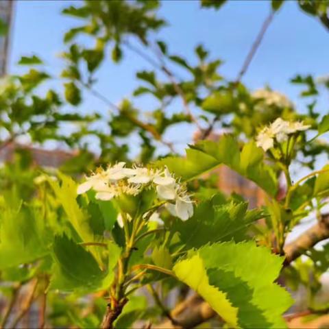 盛夏起点，浓情立夏——林州市第一实验幼儿园立夏节气活动纪实