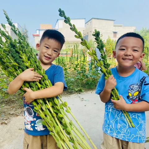 你好，芝麻！——偃师区首阳幼儿园“丰收节”初遇