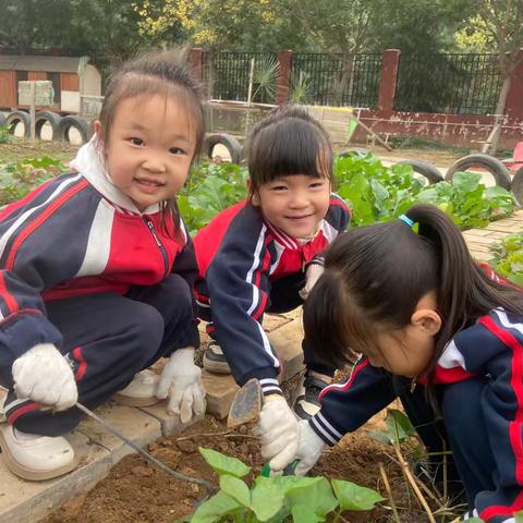 秋收冬藏，“薯”你最甜 ‍——偃师区首阳幼儿园中班组红薯系列活动