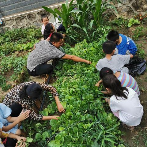 感受劳动美，体验丰收喜，品味收获甜﻿﻿ ——记米易县第一小学校（东）一年级3班劳动实践活动