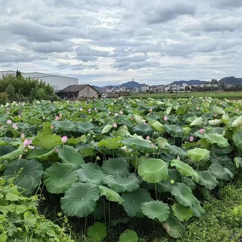 炫彩暑假 缤纷童年——潘安妮的暑假生活