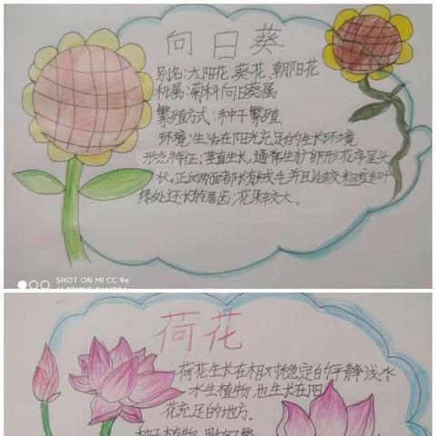 保定市百花中学 七年级生物寒假作业展示