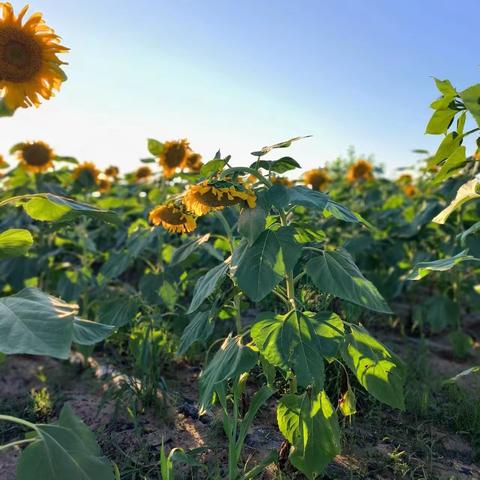 🌻🌻快乐童年🌈🌈暑期篇🌻🌻