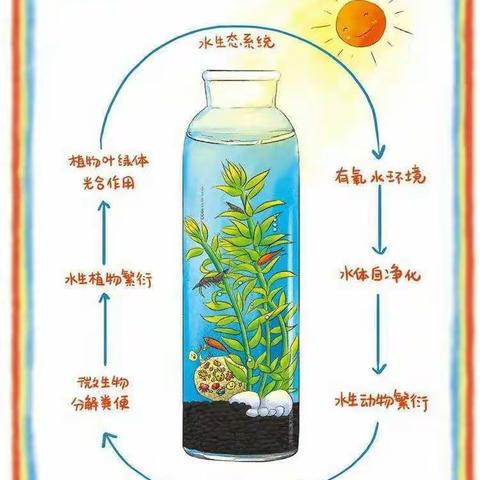 小鱼生态平衡瓶的建立和观察报告研究