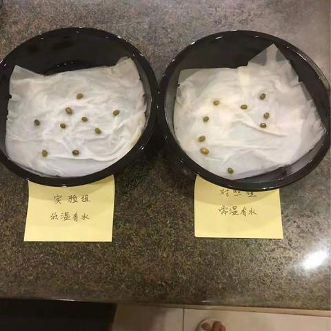 绿豆芽发芽观察日志