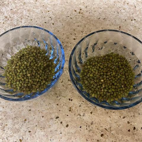 绿豆观察记（陈祯汐）