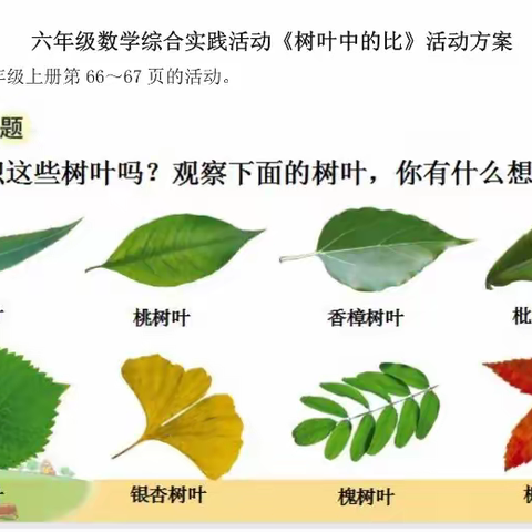 【金小·教研】树叶中的比——金鸡湖路小学六年级数学实践活动