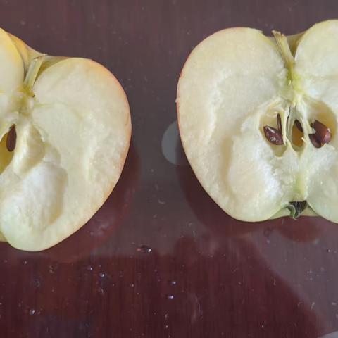 苹果的观察日记-505王伊钒