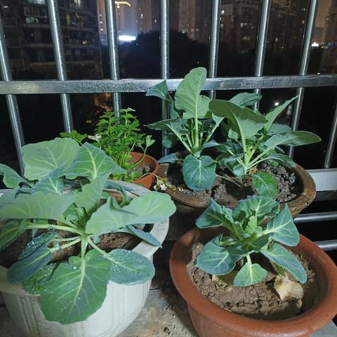 我的阳台小菜园与家务时光