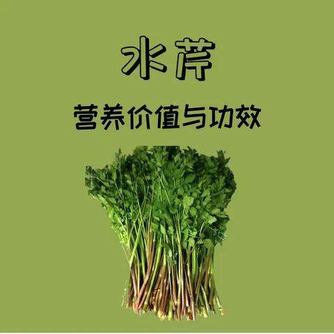 种一株水芹菜，给家人降降压——种植与观察记录