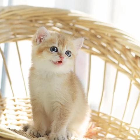 太空植物（红钻番茄）和普通植物（红钻番茄）都有向光性吗？