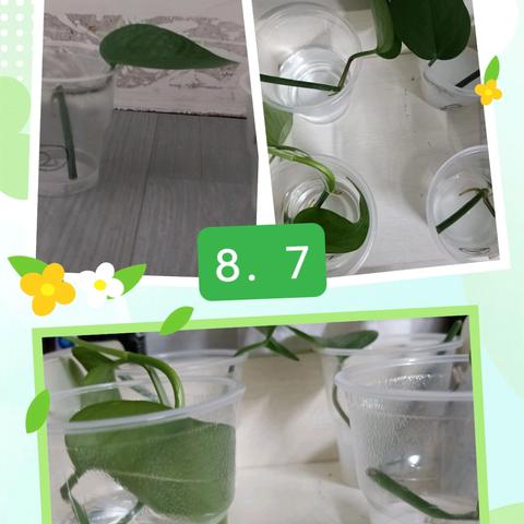 不同的液体对水培绿萝有影响吗？