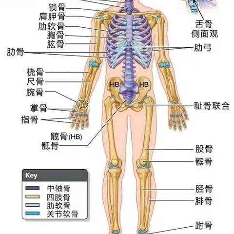 人体中的杠杆