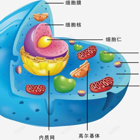 细胞 The Cell观后感