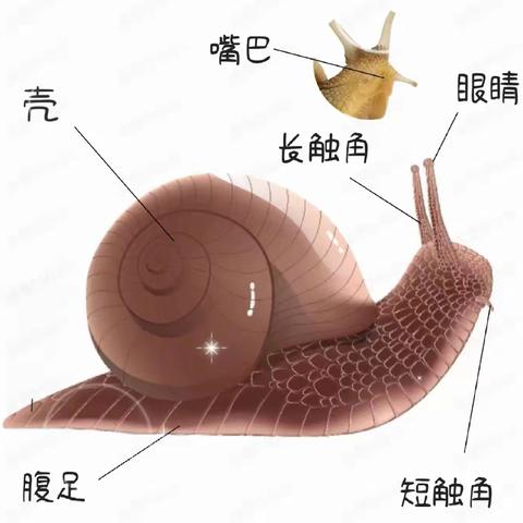科学观察日记：白玉蜗牛生活小记