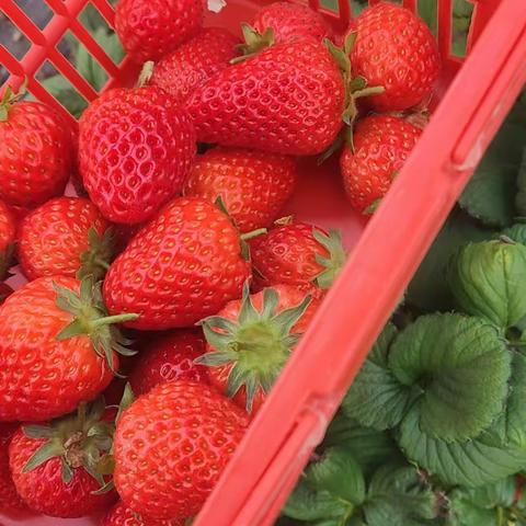 春风十里，不如你，与春天来场约会