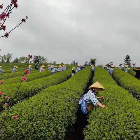 不负好春光，采茶去