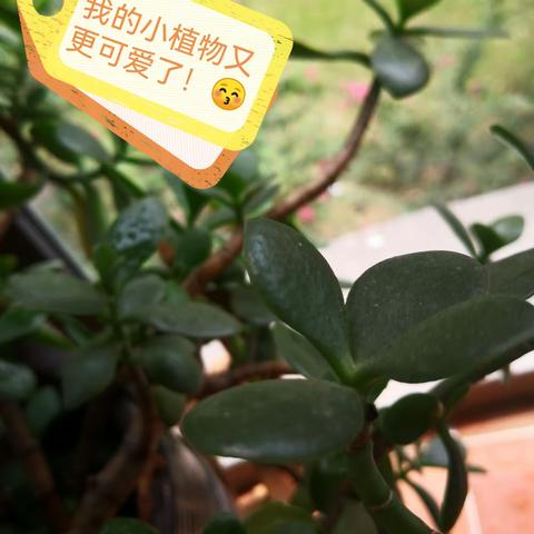 观察植物日记