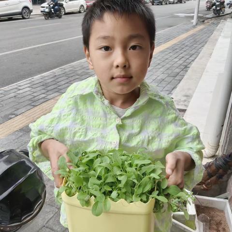 《植物生长需要什么条件》、《设计一粒种子》、巜种子发芽》