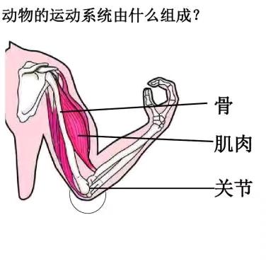 人体杠杆·力学与生活的美妙交响