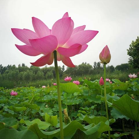 【附中学子这样过暑假】探秘身边植物，发现自然之美——忻州师范学院附属中学2022级1班张艺泉2023年暑期实践活动