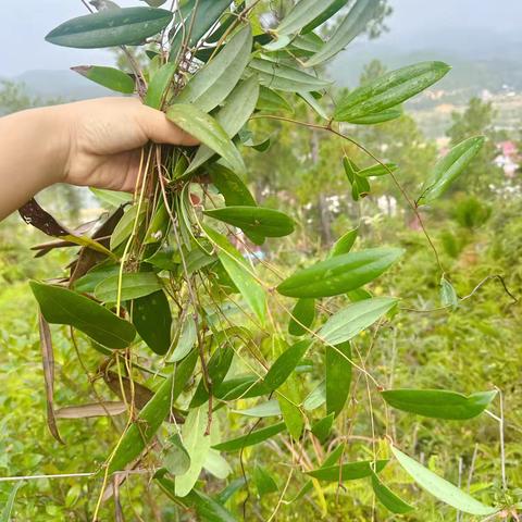 草药研学记 ‍——武术中心幼儿园劳动实践活动