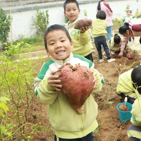 【“薯”你最甜】——武术中心幼儿园园本课程