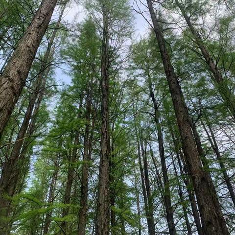 跟着节气去劳动 一抹茶香润心田