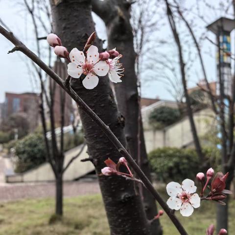 名师成长  修炼心身