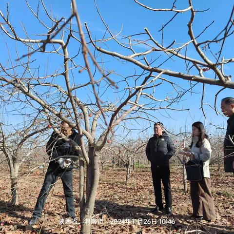 做好柿园冬管，助力来年丰产