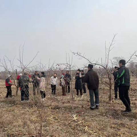 果树冬剪进行时，林技服务暖民心