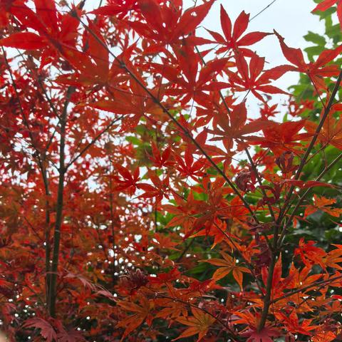 [卫生保健]预防传染 健康“童”行镇远县都坪镇中心幼儿园传染性疾病宣传