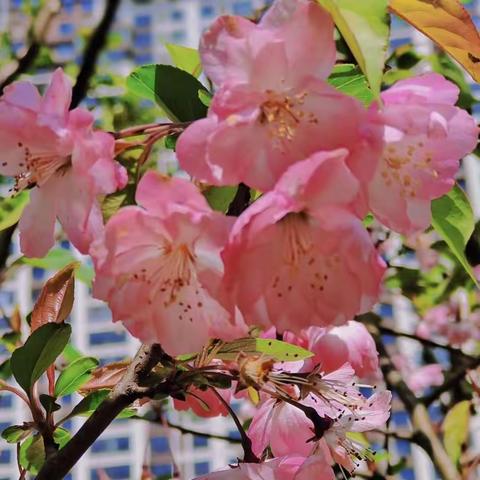 🌈三月春光里   无风花自香