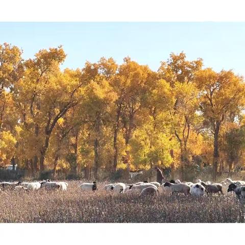 南疆十日：在胡杨与金色里拾秋