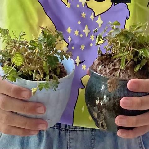 美妙的旋律－－含羞草生长记￼