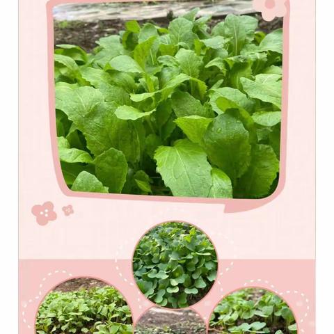 种生命之园（源），品人间烟火———2022级9班蔬菜成长记