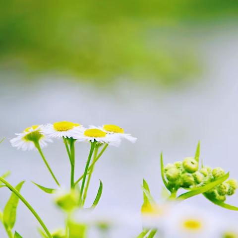 野草闲花（拍摄练习）