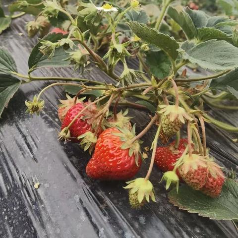 神秘探究之旅—🍓采摘草莓🍓#四（4）班