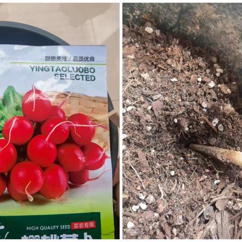 樱桃小萝卜种植观察记录   ——瓯北第三小学2020级5班李思瑜