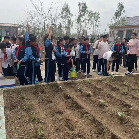 品农耕之趣，享劳动之乐—五年三班“小菜园”种植活动