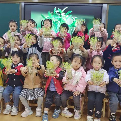 【罗铺幼儿园】小朋友们的科学植物之旅——豆芽“宝宝”成长记！