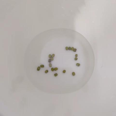 我的绿豆成长记   三年五班  侯刘罕