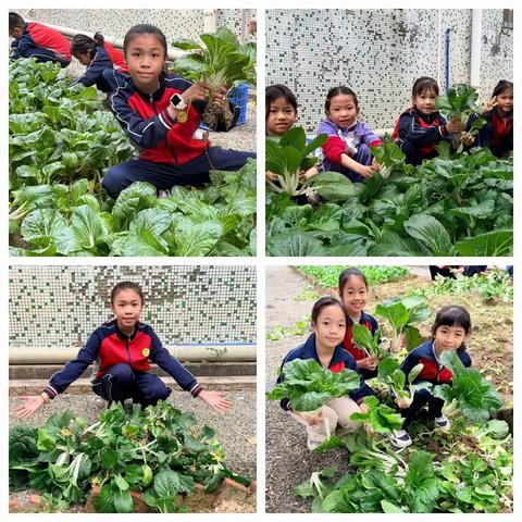 传承饮食文化 丰富劳作体验 ——2025年叶蔼小学校园菜干制作活动