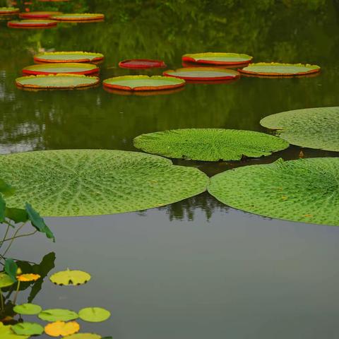 植物园赏莲