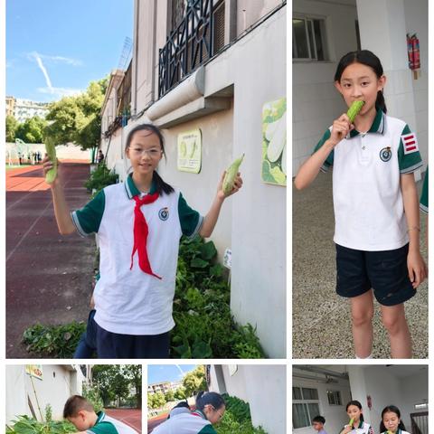 躬耕菜园，劳作育童心 ——人民路小学劳动实践基地