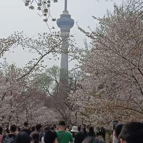 北京玉渊潭赏花