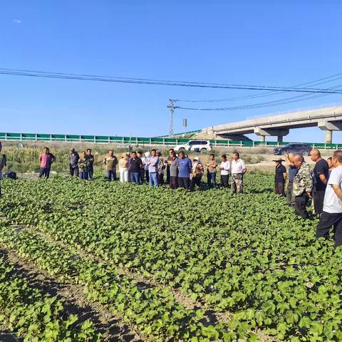 新湖农场 32 连：植保现场会开启新征程